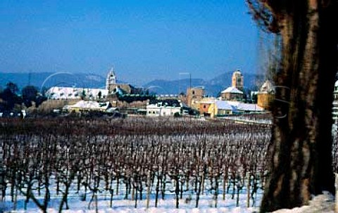 Snow covered vineyard at Durnstein   Austria Wachau