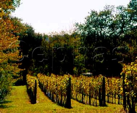 Autumn colours at Hidden Spring Vineyard   Horam East Sussex England