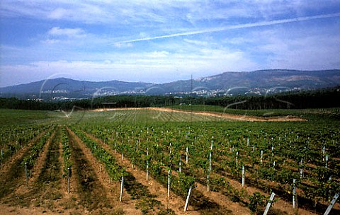 Albario vineyard of Bodega Lagar de Fornelos Fornelos Galicia Spain  DO Rias Baixas