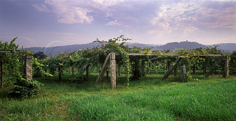Albario vineyard near Cambados Galicia Spain DO   Rias Baixas
