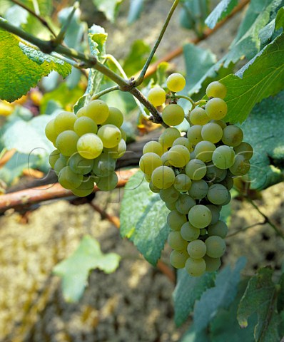 Albario grapes Alvarinho    