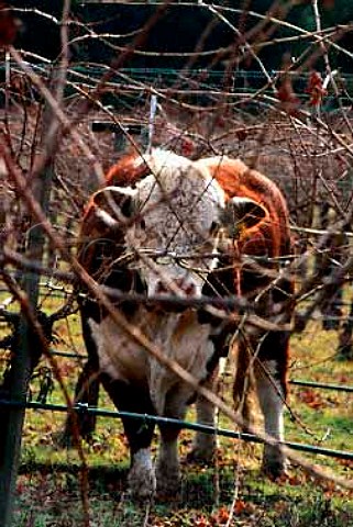 Cattle graze in Galante Vineyard  Monterey Co California    Carmel Valley AVA
