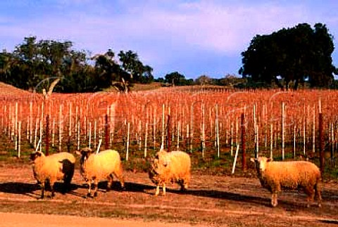 Sheep graze in vineyard of Bernardus   Winery Monterey Co California  Carmel Valley AVA