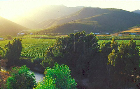Vineyards in the Breede River valley   near Bonnievalle South Africa  Robertson WO