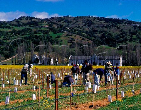 Planting new vines at Chimney Rock winery   Yountville Napa Co California  Stags Leap AVA