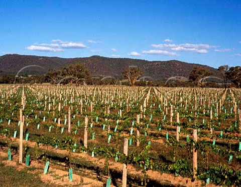 New vineyard Mudgee New South Wales Australia  Mudgee