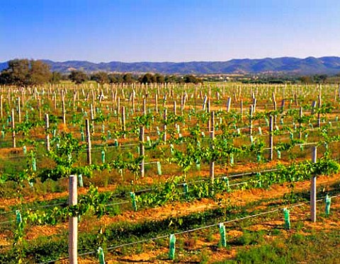New vineyard Mudgee New South Wales Australia  Mudgee