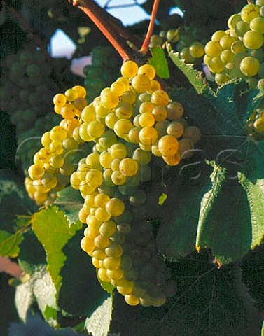Chardonnay grapes of Beaulieu Vineyard  Napa   California  Carneros