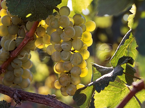 Chardonnay grapes of Beaulieu Vineyard Carneros   Napa California