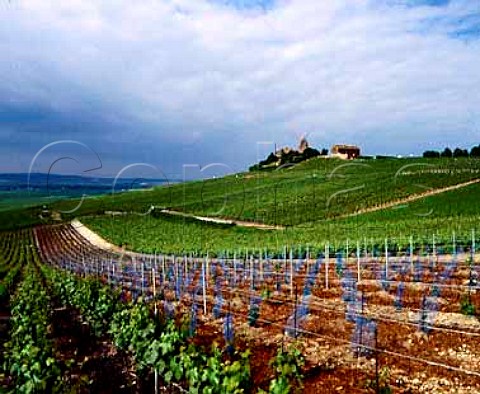 Newlyplanted vineyard below the   Moulin de Verzenay on the Montagne de Reims   Marne France Champagne