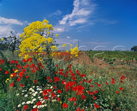 Vineyard and springtime flowers Manduria  Puglia Italy  Primitivo di Manduria