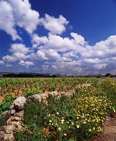 Vineyard and spring flowers at Tuglie Puglia Italy    Alzio DOC