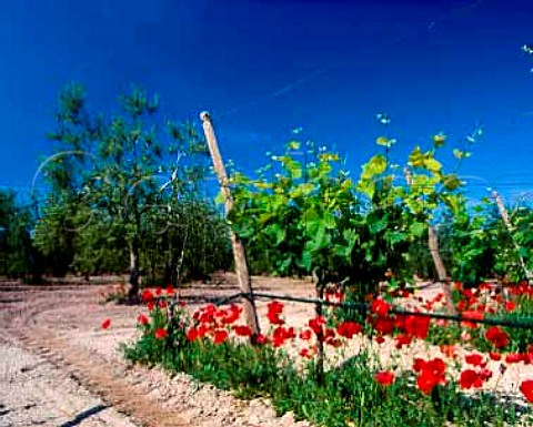 Pinot Bianco vineyard by olive grove on the    Rivera Estate Andria Puglia Italy    Castel del Monte