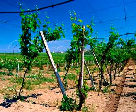 Gancia Torrebianco vineyard near Andria   Puglia Italy   Castl del Monte