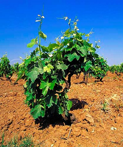 Negroamaro vine in early May  before excess shoots   have been stripped off  Squinzano Puglia Italy