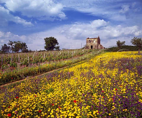 Spring flowers by vineyard near Verbicaro Calabria   Italy  Verbicaro vdt