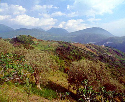 Olive trees and vineyards in the hills above   Verbicaro Calabria Italy    Verbicaro vdt