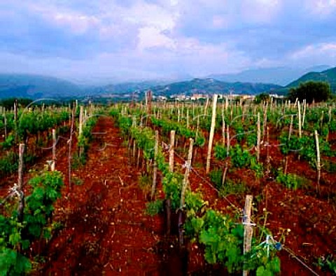 Vineyard near Verbicaro Calabria Italy Verbicaro   vdt