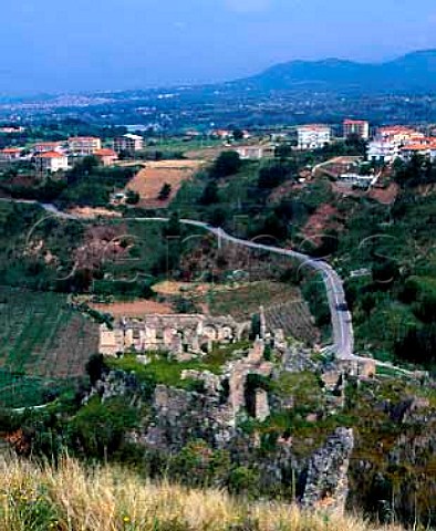 Vineyards of Antonio Fortunato around the   ruined castle at Santa Maria del Cedro Calabria   Italy Verbicaro vdt