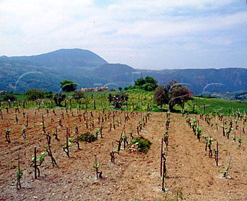 Vineyard in hills above Verbicaro Calabria Italy   Verbicaro vdt