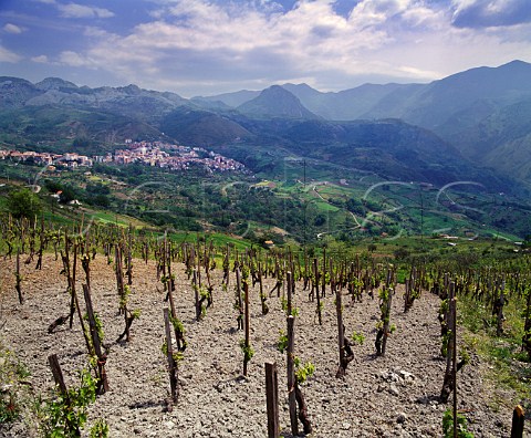 Vineyard in the hills above Verbicaro   Calabria Italy   Verbicaro vdt