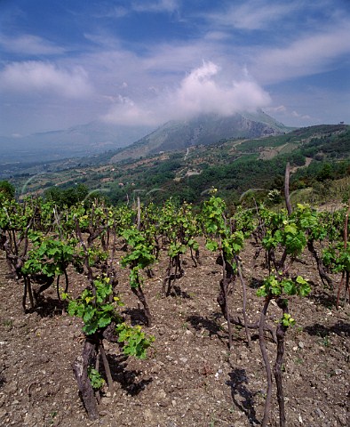 Vineyard in the hills above Verbicaro   Calabria Italy   Verbicaro