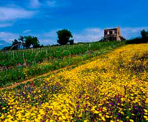 Spring flowers by vineyard of Antonio Fortunato near   Verbicaro Calabria Italy     Verbicaro vdt