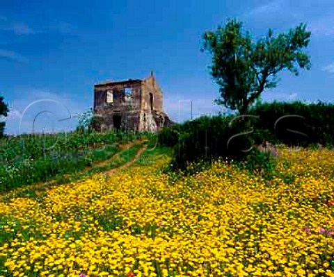 Spring flowers alongside vineyard of Antonio   Fortunato near Verbicaro Calabria Italy     Verbicaro vdt