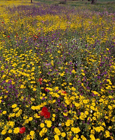 Carpet of spring flowers in meadow Verbicaro Calabria Italy