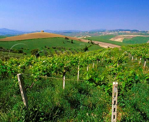 Vineyard near Guglionesi Molise Italy   Biferno DOC