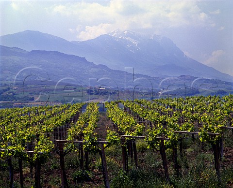 Vineyard near Penne with Corno Grande 2912m beyond in the Gran Sasso National Park  Abruzzi Italy   Montepulciano  Trebbiano dAbruzzo DOCs