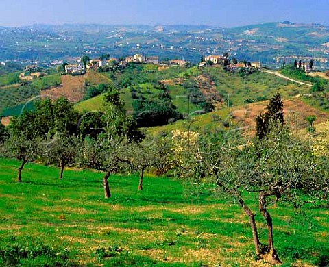 Olive groves at Picciano Abruzzi Italy   Montepulciano  Trebbiano dAbruzzo DOCs