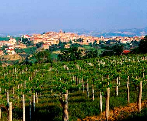 Notaresco viewed over vineyard Abruzzi Italy   Montepulciano  Trebbiano dAbruzzo DOCs