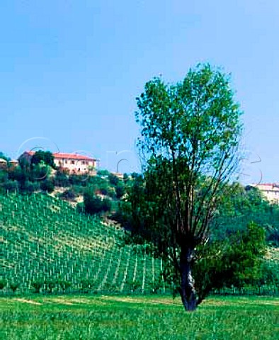 Vineyard near Numana Marches Italy  Rosso Conero DOC
