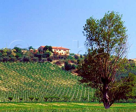 Vineyard near Numana Marches Italy  Rosso Conero DOC