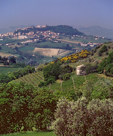 Vineyard at Massignano with Camerano in the distance Marches Italy Rosso Conero