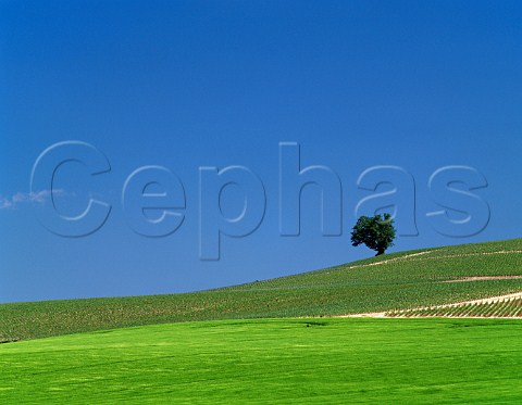 Vineyard and wheat field in spring Bligny Aube France Champagne