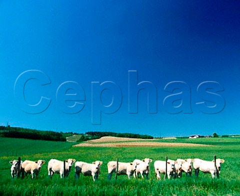 Charollais cattle near Bligny   Aube France  Champagne