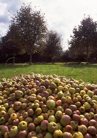 Harvested apples for Calvados and cider  Calvados Normandy France
