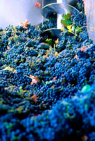 Cabernet Sauvignon grapes of   Stellenzicht Estate Stellenbosch South   Africa