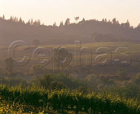 Sangiovese vineyard of Amador Foothills in the Shenandoah Valley California Sierra Foothills