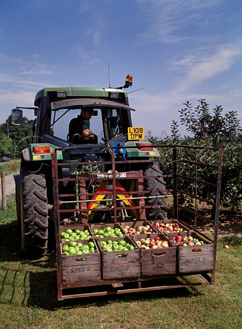Apple harvesting at Garson Farm Esher Surrey England
