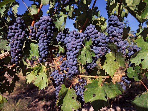 Cabernet Sauvignon grapes of Bodegas Trapiche   Mendoza Argentina