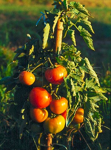 Tomatoes on plant