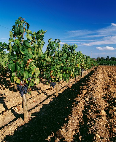 Merlot vineyard on the clay soil of Chteau Le Pin Pomerol Gironde France   Pomerol  Bordeaux