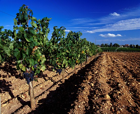 Merlot vineyard on the clay soil of Chteau Le Pin  Pomerol Gironde France   Pomerol  Bordeaux