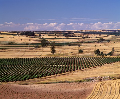 Vineyards on the Condado de Haza estate of Alejandro   Fernndez Roa de Duero Castilla y Len Spain    DO Ribera del Duero