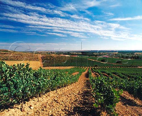Vineyards on the Condado de Haza estate of Alejandro   Fernndez Roa de Duero Castilla y Len Spain    DO Ribera del Duero