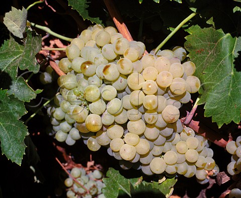 Airn grapes Valdepeas CastillaLa Mancha Spain