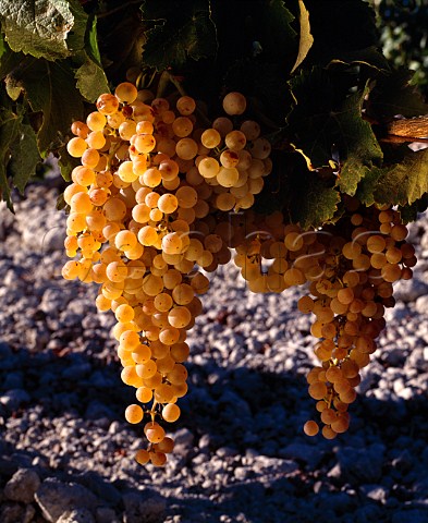 Ripe Palomino Fino grapes on vines growing   in the almost pure chalk soil of   Emilio Lustaus Montegillilo Vineyard  Jerez Andalucia Spain   Sherry